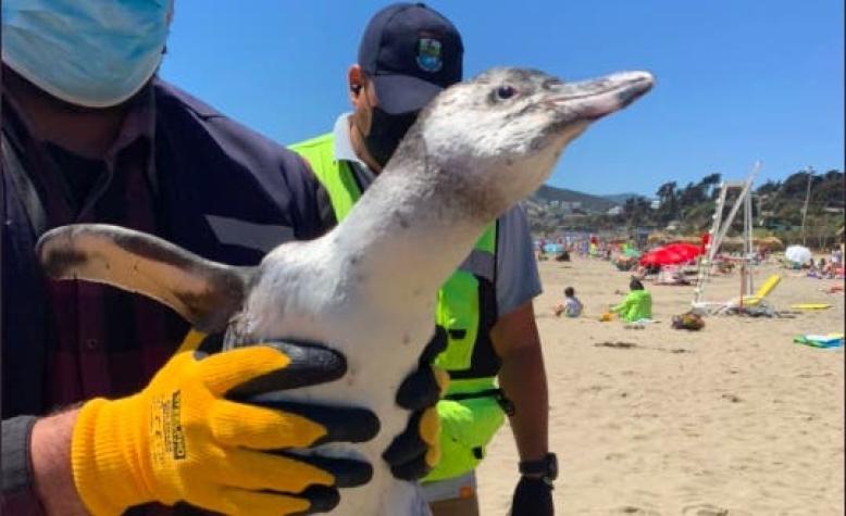 [FOTOS] Rescatan a un pingüino en playa de Maitencillo