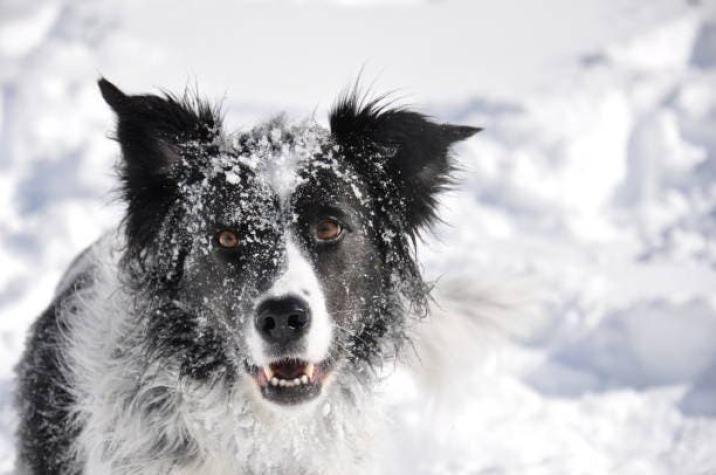 Rusia: Una niña sobrevivió a una tormenta de nieve gracias a abrazar a un perro esponjoso