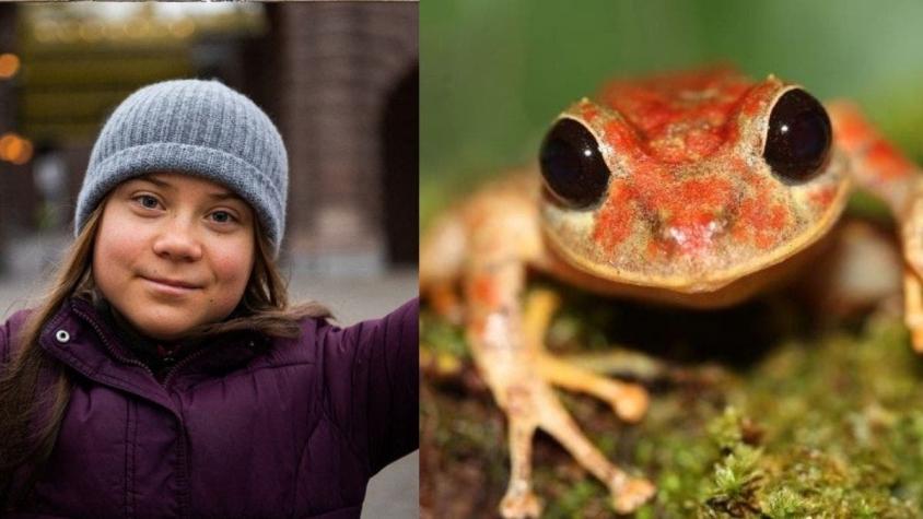 Una nueva especie de rana es bautizada en honor a Greta Thunberg