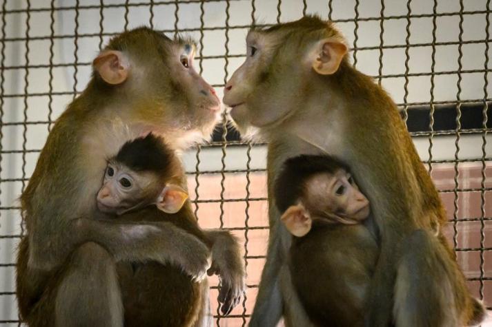 Monos de laboratorio que escaparon tras accidente de tránsito fueron encontrados y sacrificados