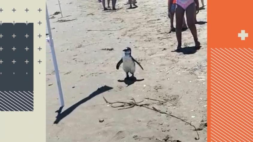 [VIDEO] Rescatan a pingüino ciego en playa de Maitencillo