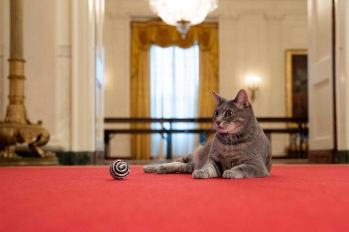 Conoce a Willow, la nueva mascota de los Biden que recién se mudó a la Casa Blanca