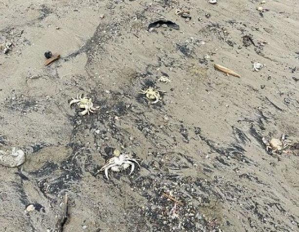 Autoridades piden no ingresar a la costa de Lota y Arauco por posible derrame de residuos tóxicos