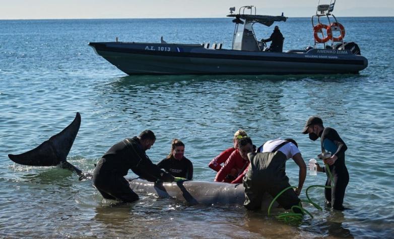 Ballena herida encontrada cerca de la costa de Atenas vuelve al mar