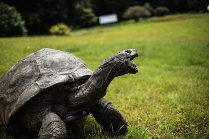 Jonathan, la tortuga más vieja del mundo, cumplió 190 años
