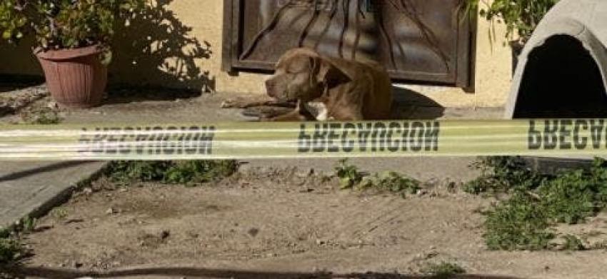 Perro de periodista asesinada en México la sigue esperando afuera de su casa