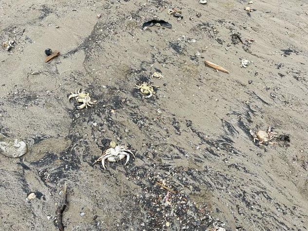 [VIDEO] Alertan por derrame tóxico en costa de Lota: Denuncian inusual olor y color en aguas
