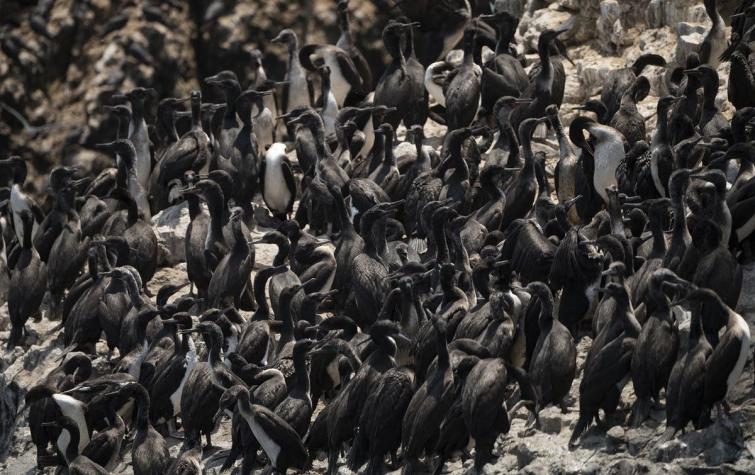 Aves marinas mueren de hambre o por intoxicación tras derrame de crudo en Perú