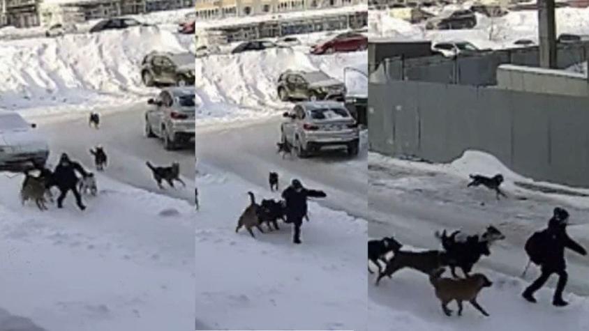 Una jauría de perros ataca a un niño en Rusia: Conserje logró salvarlo