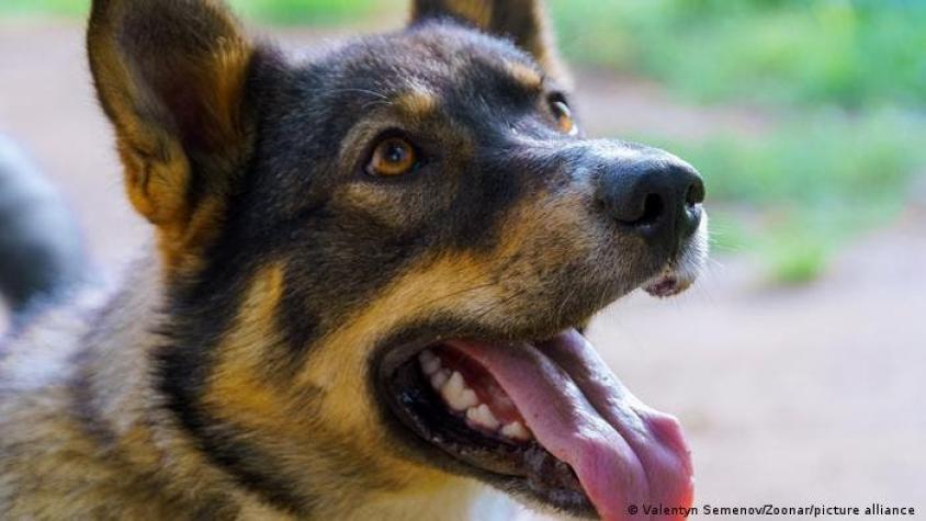 Familia en España se reencuentra con su perro desaparecido desde 2015