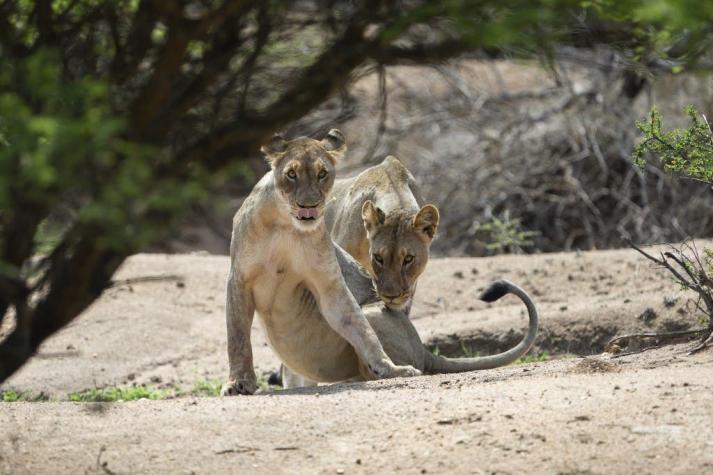 Leona huyó de zoológico de Irán después de matar a uno de sus guardianes