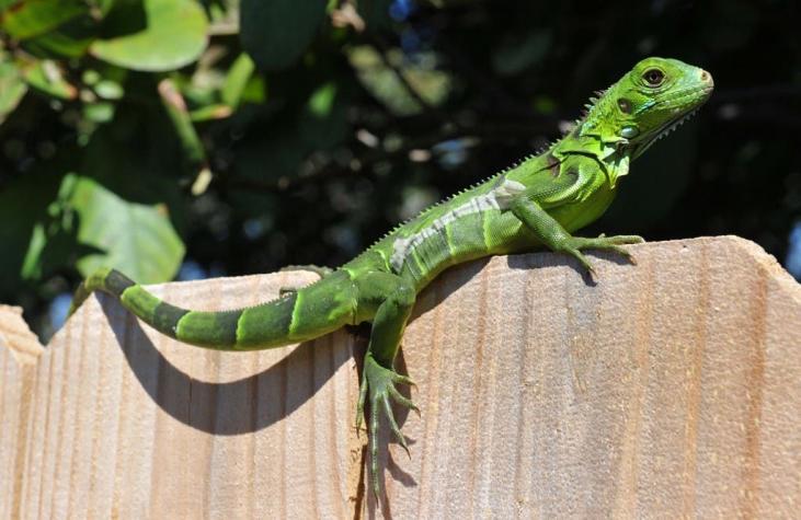 Reportan "lluvia de iguanas congeladas” en Estados Unidos por bajas temperaturas