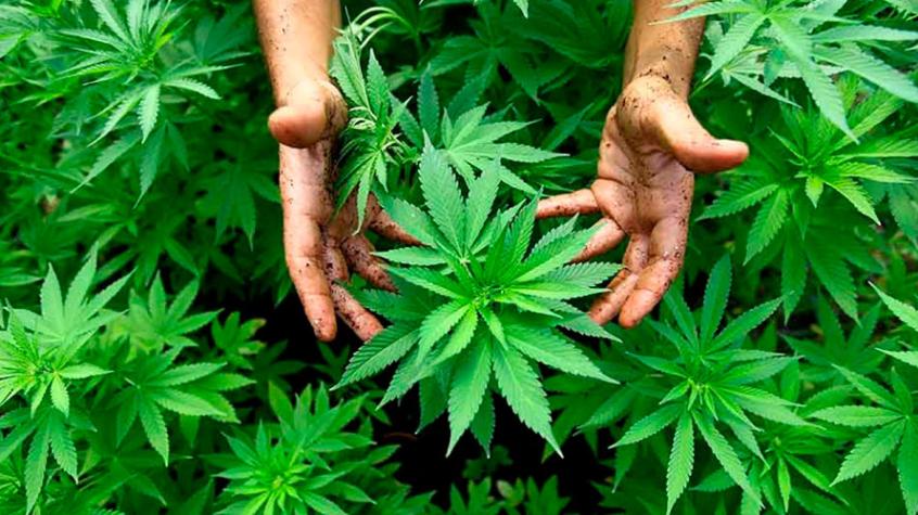 Compuestos del cannabis previenen el contagio de Covid-19, según estudio