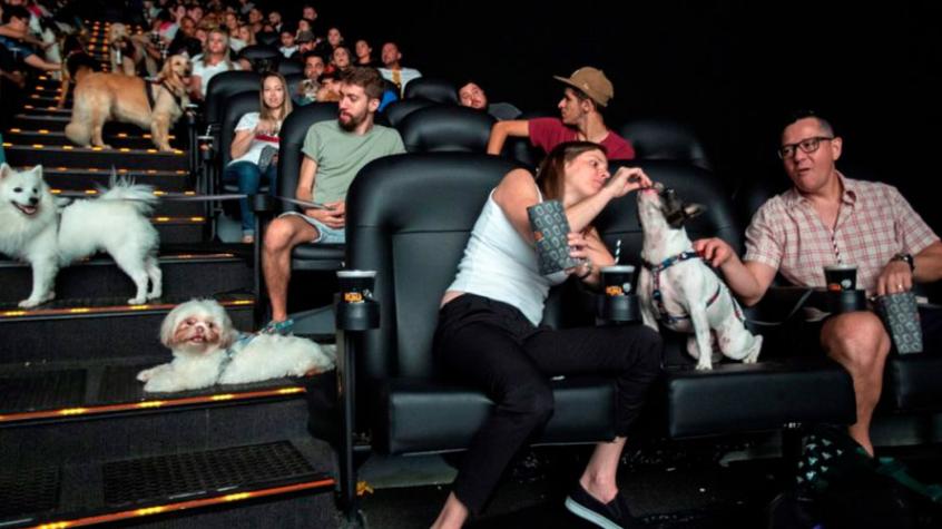Reino Unido abre el primer cine adaptado para perros