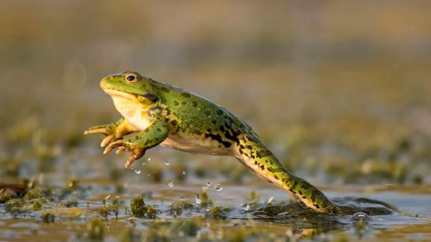 Científicos logran hacer crecer las patas amputadas de las ranas