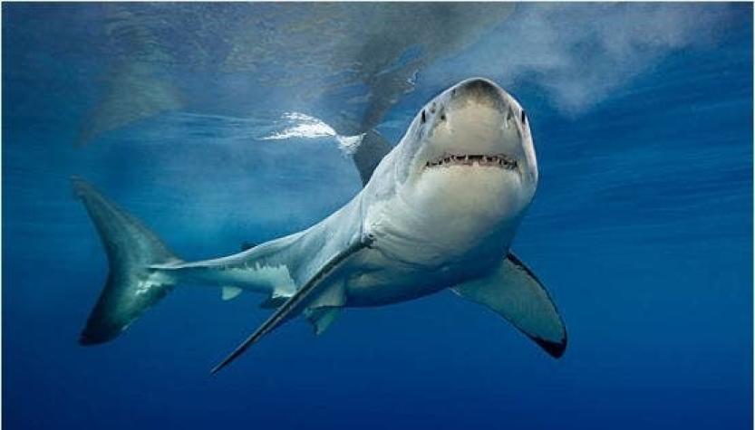 Australia a la caza del tiburón que mató a un bañista en Sídney