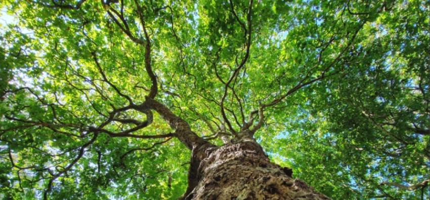 Quedan más de 9.000 especies de árboles por descubrir, según estudio