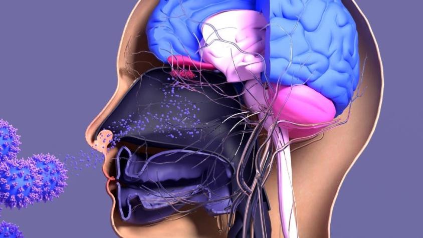 ¿Cuál es el rol del cerebro (y del estado de ánimo) en nuestra respuesta inmune?