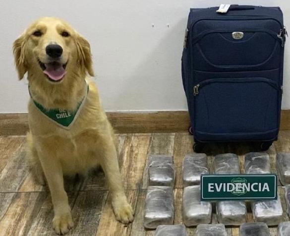 Perro "Gary" del OS7 de Carabineros ha incautado 147 kilos de droga en 13 procedimientos