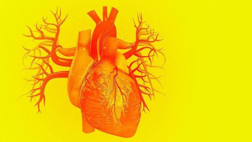 3 fascinantes particularidades del corazón y una gran desventaja
