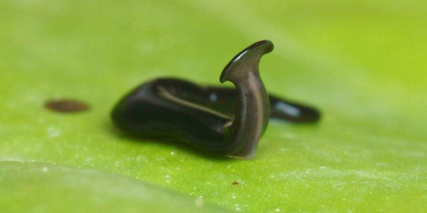 Descubren un gusano con cabeza de martillo: Es bautizado como Humbertium covidum