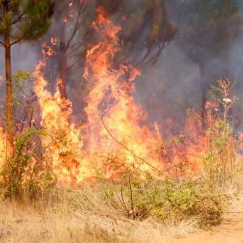 Decretan Alerta Roja en Mulchén por incendio forestal