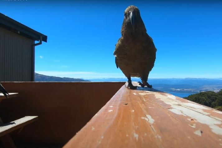 Imágenes únicas: Loro roba una GoPro y logra un espectacular registro durante su vuelo