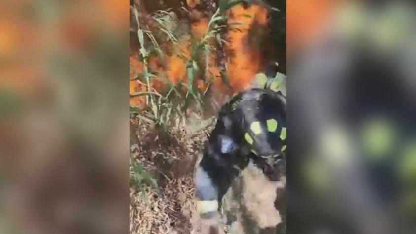 [VIDEO] Bomberos evacúan por propagación de agresivo incendio forestal en Paihuano