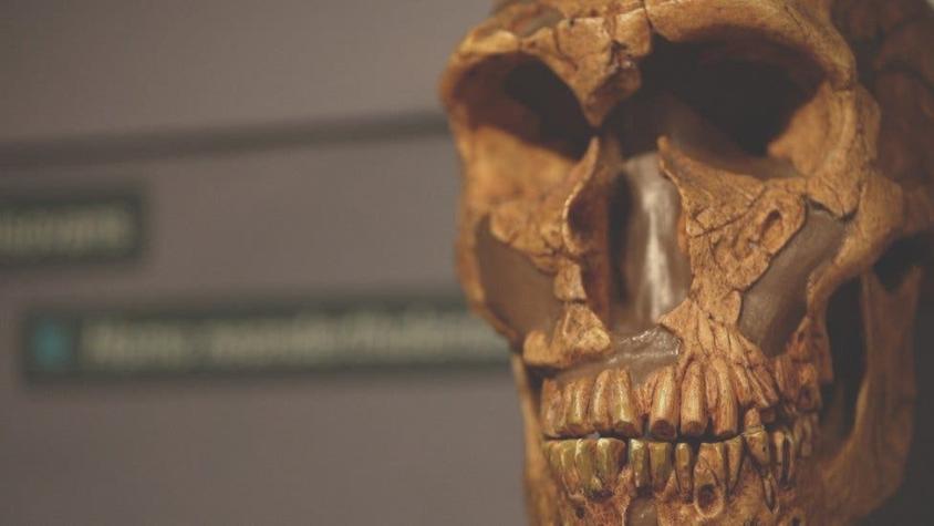 El hallazgo que sugiere que los neandertales y los humanos modernos convivieron durante 10.000 años