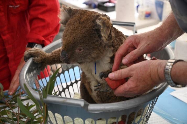 Australia declara los koalas como especie "en peligro"