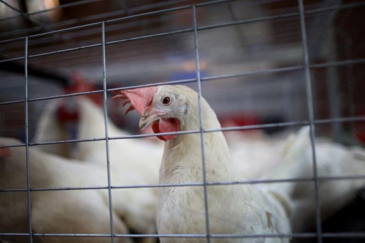 Brote de gripe aviar en Europa: Autoridades sacrifican más de 130 mil gallinas en España