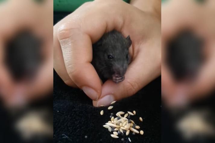 Eneldo: La tierna historia de una rata que se robó el corazón de una joven (y hasta tiene Instagram)