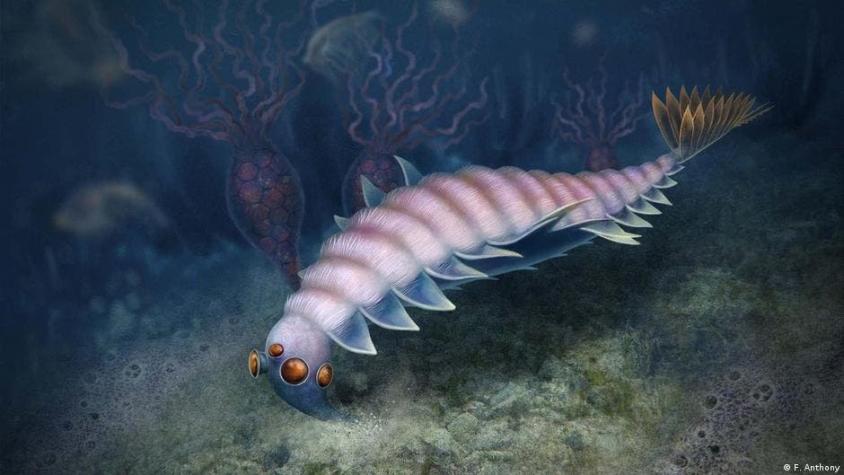 La extraña criatura marina con cinco ojos que vivió hace 500 millones de años