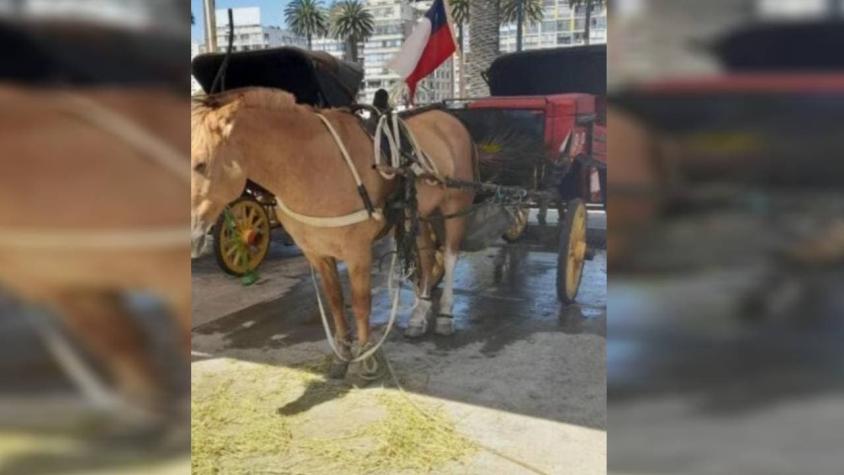 Alcaldesa Ripamonti denuncia maltrato animal hacia caballo de coche victoria