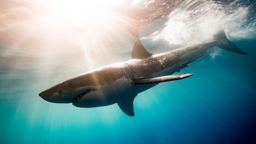 Bañista muere tras mortal ataque de un tiburón blanco en Australia: Es el primero en 60 años