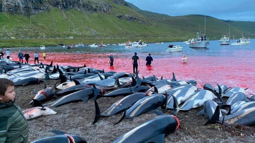 Fin al grindadráp: Las Islas Feroe discuten la continuación de la caza de cetáceos