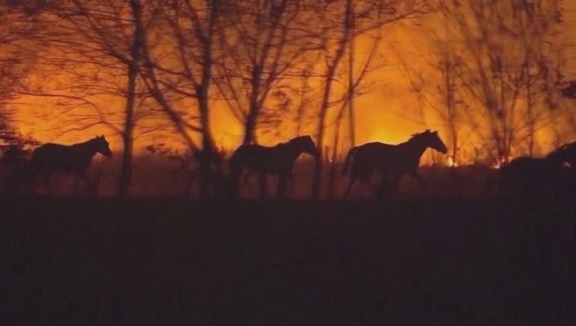 [VIDEO] Animales huyen del fuego que arrasa reserva natural en Argentina