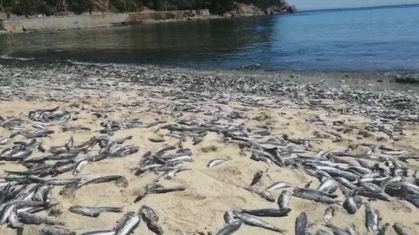 [VIDEO] Preocupación por varazón de sardinas en la playa de Coliumo