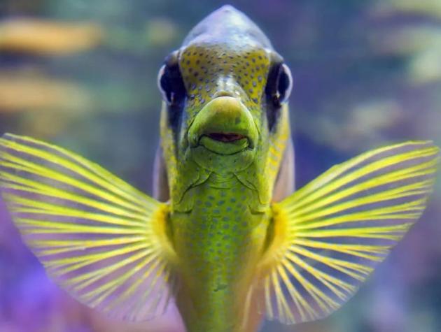 Experimento confirma que los peces tienen conciencia de sí mismos