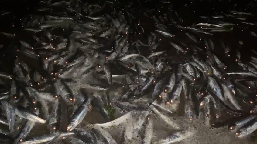 [VIDEOS] Nueva varazón de sardinas se registra en Coliumo