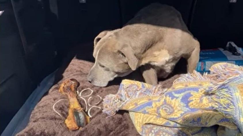 La increíble historia de la perrita que volvió a su casa después de 12 años