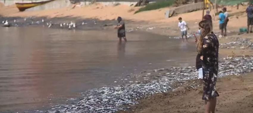 [VIDEO] Tres playas de Tomé afectadas por varazón de peces