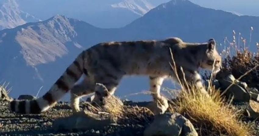 Denuncian robo de cámaras en proyecto que trabajaba en la conservación del gato andino en Coquimbo