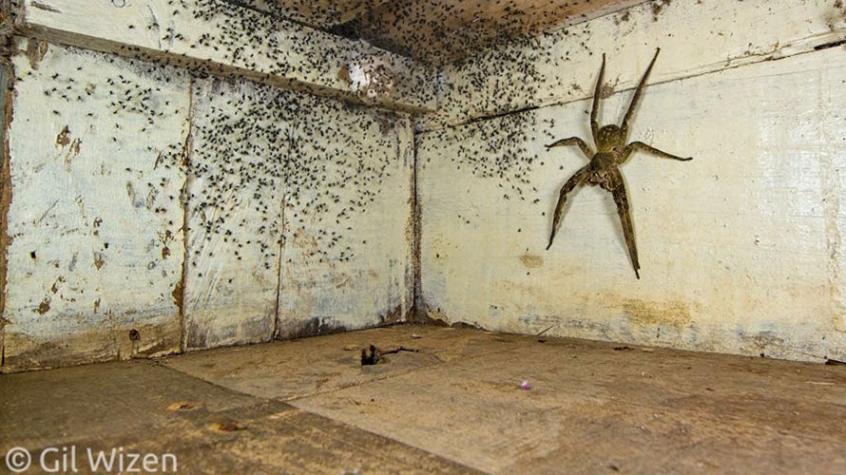 ¡Terrorífico! Hombre encuentra araña gigante y cientos de crías bajo de su cama