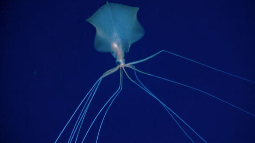 Encuentran un calamar gigante a 6 mil metros de profundidad en el Pacífico