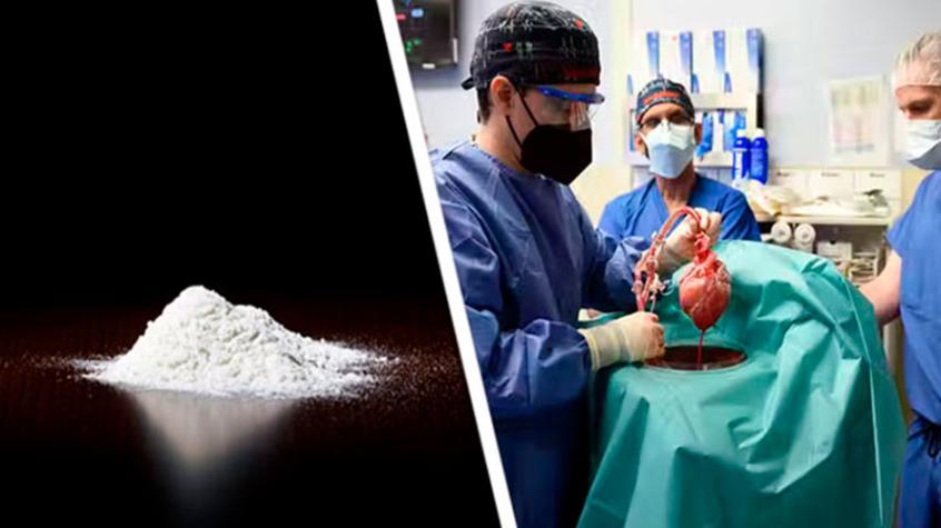 La cocaína fue clave en el primer trasplante de corazón de cerdo a humano