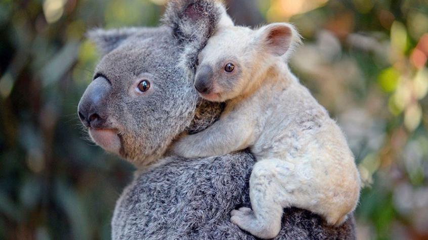 Fundación australiana declara que al Koala “funcionalmente extinto”