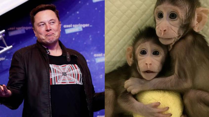 Murieron 15 de los 23 monos con los implantes de Neuralink de Elon Musk