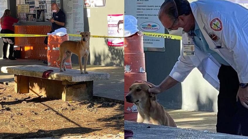 Adoptan al perro que cuidó el cuerpo de su dueño tras morir en una banca