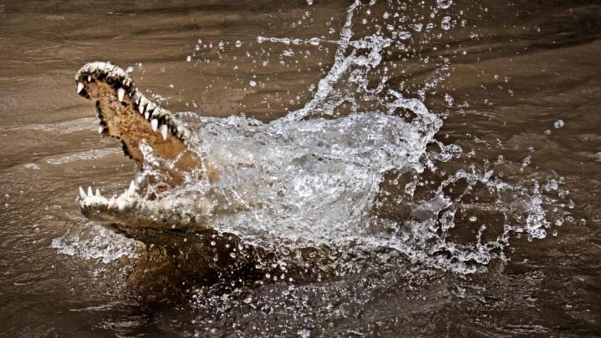 Cocodrilos en peligro de extinción nacen en zoológico de Perú